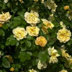 'Maigold'® Rosa Pimpinellifolia 'Maigold'® (Klitrose) A-Kvalitet,- Barrods Roser Min. 3 Grene -GrønGlæde Salgsbutik p391 53608 rosa pimpinellifolia maigold klitrose 5b4a