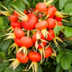 Rynket Rose 'Fru Dagmar Hastrup' Rosa Rugosa 'Fru Dagmar Hastrup' A-Kvalitet,- Barrods Roser Min. 3 Grene -GrønGlæde Salgsbutik p392 54008 rosa rugosa fru dagmar hastrup d459