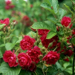 Rynket Rose 'F. J. Grootendorst' Rosa Rugosa 'F. J. Grootendorst' A-Kvalitet,- Barrods Roser Min. 3 Grene