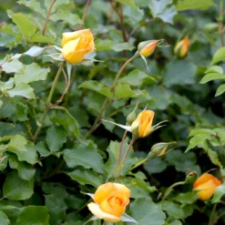'Sahara'® Rosa X 'Sahara'® A-Kvalitet,- Barrods Roser Min. 3 Grene -GrønGlæde Salgsbutik p3952 52886 rosa x sahara storblomstrende 26de