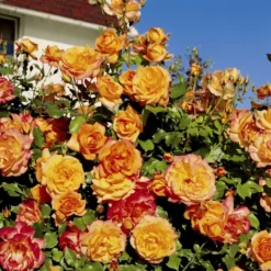 'Sahara'® Rosa X 'Sahara'® A-Kvalitet,- Barrods Roser Min. 3 Grene -GrønGlæde Salgsbutik p3952 54035 rosa x sahara storblomstrende c256