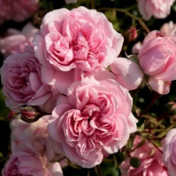 'Home And Garden'® Rosa X 'Home And Garden'® (Buketrose) A-Kvalitet,- Barrods Roser Min. 3 Grene -GrønGlæde Salgsbutik p3953 53583 rosa x home and garden buketrose 0cd5