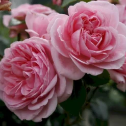 'Home And Garden'® Rosa X 'Home And Garden'® (Buketrose) A-Kvalitet,- Barrods Roser Min. 3 Grene -GrønGlæde Salgsbutik p3953 53584 rosa x home and garden buketrose 2e50
