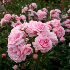 'Home And Garden'® Rosa X 'Home And Garden'® (Buketrose) A-Kvalitet,- Barrods Roser Min. 3 Grene -GrønGlæde Salgsbutik p3953 53585 rosa x home and garden buketrose 3288
