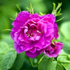 Rynket Rose 'Hansa' Rosa Rugosa 'Hansa' A-Kvalitet,- Barrods Roser Min. 3 Grene 6 Rynket Rose 'Hansa' Rosa Rugosa 'Hansa' A-Kvalitet,- Barrods Roser Min. 3 Grene -GrønGlæde Salgsbutik p395 52418 rosa rugosa hansa b3be