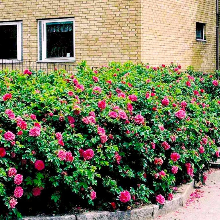 Rynket Rose 'Hansa' Rosa Rugosa 'Hansa' A-Kvalitet,- Barrods Roser Min. 3 Grene 4 Rynket Rose 'Hansa' Rosa Rugosa 'Hansa' A-Kvalitet,- Barrods Roser Min. 3 Grene - Billede 4