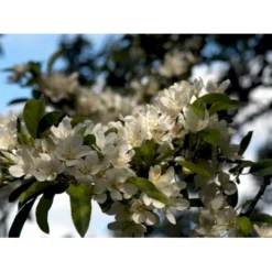 Paradisæble 'Hesse' Malus Sieboldii 'Hesse' 4-8 Grene, 150-200 Cm. 10 Liter Potte (A-2)