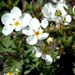 Hvid Buskpotentil 'Abbotswood' Potentilla Fruticosa 'Abbotswood' Plug + 2 års, 30-50 Cm. -GrønGlæde Salgsbutik p3969 54081 potentilla fruticosa abbotswood dd0b