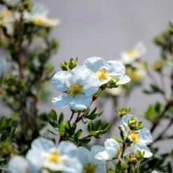 Hvid Buskpotentil 'Abbotswood' Potentilla Fruticosa 'Abbotswood' Plug + 2 års, 30-50 Cm. -GrønGlæde Salgsbutik p3969 54082 potentilla fruticosa abbotswood 7d58