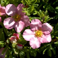 Pink Buskpotentil 'Lovely Pink' Potentilla Fruticosa 'Lovely Pink' Plug + 2 års, 20-40 Cm. -GrønGlæde Salgsbutik p3971 54093 potentilla fruticosa lovely pink 8fdc