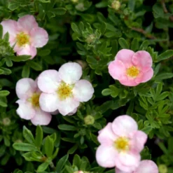 Pink Buskpotentil 'Lovely Pink' Potentilla Fruticosa 'Lovely Pink' Plug + 2 års, 20-40 Cm. -GrønGlæde Salgsbutik p3971 54094 potentilla fruticosa lovely pink 9c3c