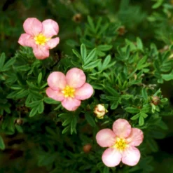 Pink Buskpotentil 'Lovely Pink' Potentilla Fruticosa 'Lovely Pink' Plug + 2 års, 20-40 Cm. -GrønGlæde Salgsbutik p3971 54095 potentilla fruticosa lovely pink 7321