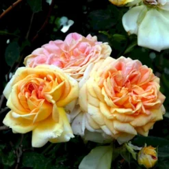 'Alchymist' Rosa X 'Alchymist' (Slyngrose) A-Kvalitet,- Barrods Roser Min. 3 Grene -GrønGlæde Salgsbutik p3977 52299 rosa x alchymist slyngrose 92f7