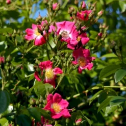 'American Pillar' Rosa X 'American Pillar' (Slyngrose) A-Kvalitet,- Barrods Roser Min. 3 Grene -GrønGlæde Salgsbutik p3978 52304 rosa x american pillar slyngrose e5fb