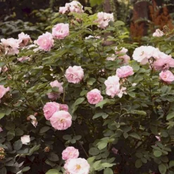 'Celestial' Rosa Alba 'Celestial' (Albarose) A-Kvalitet,- Barrods Roser Min. 3 Grene -GrønGlæde Salgsbutik p3987 52326 rosa alba celestial albarose 9876