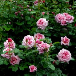 'Aloha' Rosa X 'Aloha' (Slyngrose) A-Kvalitet,- Barrods Roser Min. 3 Grene -GrønGlæde Salgsbutik p398 52302 rosa x aloha buskrose d40f