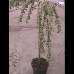 Dværgmispel 'Juliette' Cotoneaster Suecicus 'Juliette' Opstammet 40 Cm. Med Potte -GrønGlæde Salgsbutik p3991 2959 cotoneaster suecicus juliette 7cc4