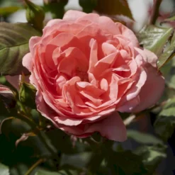 'Amelia™ Renaissance'® Rosa X 'Amelia™ Renaissance'® (Renaissancerose) A-Kvalitet,- Barrods Roser Min. 3 Grene -GrønGlæde Salgsbutik p399 52090 rosa x amelia renaissance renaissancerose 6d77