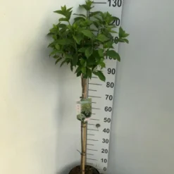 Syrén-Hortensia 'Limelight' Hydrangea Paniculata 'Limelight' Opstammet 90 Cm. 7,5 Liter Potte