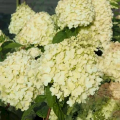 Syrén-Hortensia 'Limelight' Hydrangea Paniculata 'Limelight' Opstammet 90 Cm. 7,5 Liter Potte -GrønGlæde Salgsbutik p4001 47361 hydrangea paniculata limelight e371