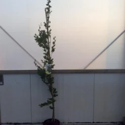 Gul Søjlebøg 'Dawyck Gold' Fagus Sylvatica 'Dawyck Gold' Potte 15 Liter,- 200-250 Cm.