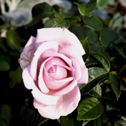 'Bering™ Renaissance'® Rosa X 'Bering™ Renaissance'® (Renaissancerose) A-Kvalitet,- Barrods Roser Min. 3 Grene -GrønGlæde Salgsbutik p401 52113 rosa x bering renaissance renaissancerose 6f5c