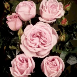 'Bering™ Renaissance'® Rosa X 'Bering™ Renaissance'® (Renaissancerose) A-Kvalitet,- Barrods Roser Min. 3 Grene -GrønGlæde Salgsbutik p401 52114 rosa x bering renaissance renaissancerose 4559