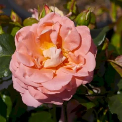 'Bonita™ Renaissance'® Rosa X 'Bonita™ Renaissance'® (Renaissancerose) A-Kvalitet,- Barrods Roser Min. 3 Grene -GrønGlæde Salgsbutik p402 52122 rosa x bonita renaissance renaissancerose 04b8
