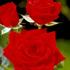 'Brillant'® Rosa X 'Brillant'® (Slyngrose) A-Kvalitet,- Barrods Roser Min. 3 Grene -GrønGlæde Salgsbutik p403 52317 rosa x brillant slyngrose 72da