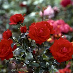 'Brillant'® Rosa X 'Brillant'® (Slyngrose) A-Kvalitet,- Barrods Roser Min. 3 Grene -GrønGlæde Salgsbutik p403 52318 rosa x brillant slyngrose 69c4