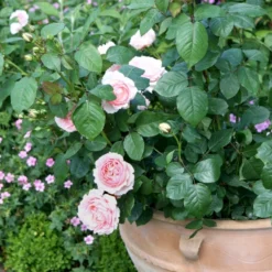 'Clair™ Renaissance'® Rosa X 'Clair™ Renaissance'® (Renaissancerose) A-Kvalitet,- Barrods Roser Min. 3 Grene -GrønGlæde Salgsbutik p404 52130 rosa x clair renaissance renaissancerose 169e