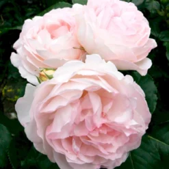 'Clair™ Renaissance'® Rosa X 'Clair™ Renaissance'® (Renaissancerose) A-Kvalitet,- Barrods Roser Min. 3 Grene -GrønGlæde Salgsbutik p404 52131 rosa x clair renaissance renaissancerose 05bd
