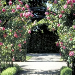 'Étude' Rosa X 'Étude' (Buskrose) A-Kvalitet,- Barrods Roser Min. 3 Grene -GrønGlæde Salgsbutik p407 52367 rosa x etude buskrose deef