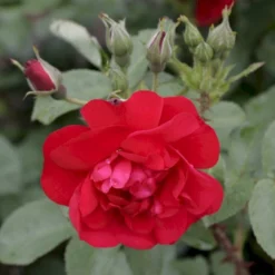 Rynket Rose 'Hansaland'® Rosa Rugosa 'Hansaland'® A-Kvalitet,- Barrods Roser Min. 3 Grene -GrønGlæde Salgsbutik p410 53582 rosa rugosa hansaland 7884