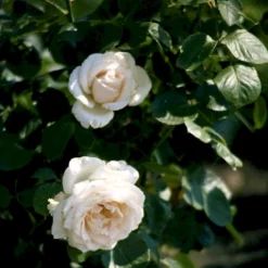 'Helena™ Renaissance'® Rosa X 'Helena™ Renaissance'® (Renaissancerose) A-Kvalitet,- Barrods Roser Min. 3 Grene -GrønGlæde Salgsbutik p413 52141 rosa x helena renaissance renaissancerose 0779