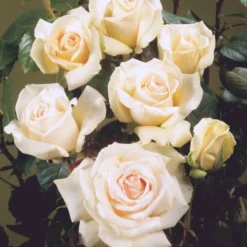 'Helena™ Renaissance'® Rosa X 'Helena™ Renaissance'® (Renaissancerose) A-Kvalitet,- Barrods Roser Min. 3 Grene -GrønGlæde Salgsbutik p413 52142 rosa x helena renaissance renaissancerose 37fb