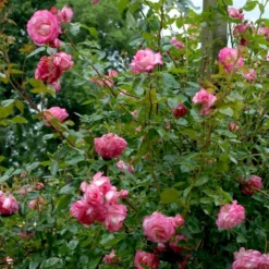 'Händel' Rosa X 'Händel' (Slyngrose) A-Kvalitet,- Barrods Roser Min. 3 Grene -GrønGlæde Salgsbutik p414 52432 rosa x haendel slyngrose 078c