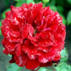 'Isabel™ Renaissance'® Rosa X 'Isabel™ Renaissance'® (Renaissancerose) A-Kvalitet,- Barrods Roser Min. 3 Grene -GrønGlæde Salgsbutik p415 52144 rosa x isabel renaissance renaissancerose 05d1