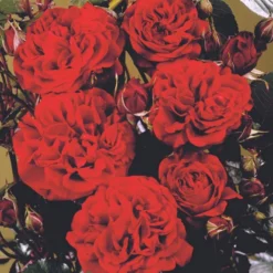 'Isabel™ Renaissance'® Rosa X 'Isabel™ Renaissance'® (Renaissancerose) A-Kvalitet,- Barrods Roser Min. 3 Grene -GrønGlæde Salgsbutik p415 52146 rosa x isabel renaissance renaissancerose 8364