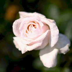 'Julia™ Renaissance'® Rosa X 'Julia™ Renaissance'® (Renaissancerose) A-Kvalitet,- Barrods Roser Min. 3 Grene