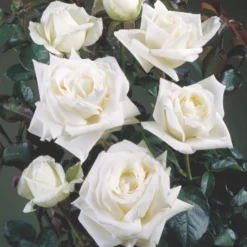 'Lina™ Renaissance'® Rosa X 'Lina™ Renaissance'® (Renaissancerose) A-Kvalitet,- Barrods Roser Min. 3 Grene -GrønGlæde Salgsbutik p419 52165 rosa x lina renaissance renaissancerose 91eb