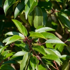 Portugisisk Laurbærkirsebær Prunus Lusitanica 'Angustifolia' Potte 5,0 Liter,- 60-80 Cm. -GrønGlæde Salgsbutik p4217 52812 prunus lusitanica angustifolia 7ebe