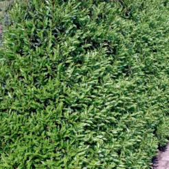 Portugisisk Laurbærkirsebær Prunus Lusitanica 'Angustifolia' Potte 5,0 Liter,- 60-80 Cm. -GrønGlæde Salgsbutik p4217 52814 prunus lusitanica angustifolia 66e8