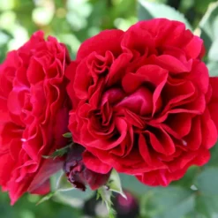 'Nadia™ Renaissance'® Rosa X 'Nadia™ Renaissance'® A-Kvalitet,- Barrods Roser Min. 3 Grene
