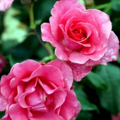 'Romanze'® Rosa X 'Romanze'® (Buketrose) A-Kvalitet,- Barrods Roser Min. 3 Grene