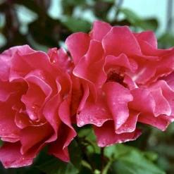 'Romanze'® Rosa X 'Romanze'® (Buketrose) A-Kvalitet,- Barrods Roser Min. 3 Grene -GrønGlæde Salgsbutik p430 52868 rosa x romanze buketrose c5d6