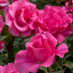 'Romanze'® Rosa X 'Romanze'® (Buketrose) A-Kvalitet,- Barrods Roser Min. 3 Grene -GrønGlæde Salgsbutik p430 54033 rosa x romanze buketrose fd6d