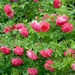 'Rosarium Uetersen'® Rosa X 'Rosarium Uetersen'® (Slyngrose) A-Kvalitet,- Barrods Roser Min. 3 Grene -GrønGlæde Salgsbutik p431 52875 rosa x rosarium uetersen slyngrose bf63