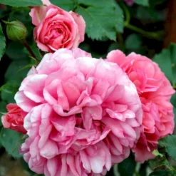 'Rosarium Uetersen'® Rosa X 'Rosarium Uetersen'® (Slyngrose) A-Kvalitet,- Barrods Roser Min. 3 Grene -GrønGlæde Salgsbutik p431 52876 rosa x rosarium uetersen slyngrose a2e2