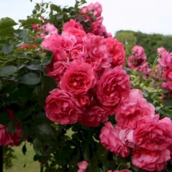 'Rosarium Uetersen'® Rosa X 'Rosarium Uetersen'® (Slyngrose) A-Kvalitet,- Barrods Roser Min. 3 Grene -GrønGlæde Salgsbutik p431 53636 rosa x rosarium uetersen slyngrose 249b